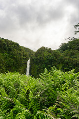 Fototapeta premium Hawaiian Waterfall Surrounded by Lush Vegetation