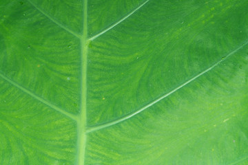 close up background of green leaf texture