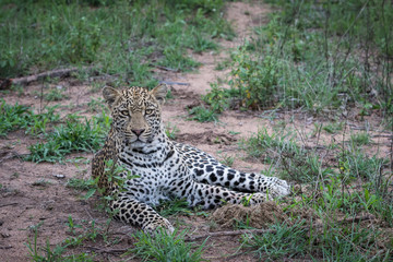 Young male leopard looking directly at the photographer.