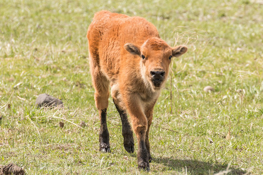 Muddy bison calf