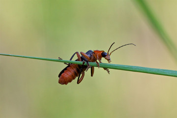 A soldier beetle balancing on a plant stem