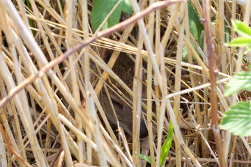 A new born Chinese Water Deer fawn.