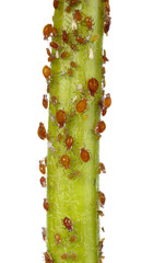 Aphids on the branch isolate on white