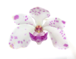 The species orchid (Rhynchostylis) of thailand