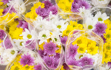 Beautiful chrysanthemum flowers in the plastic wrap at flower market.