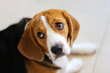  puppy beagle dog isolated against grey background