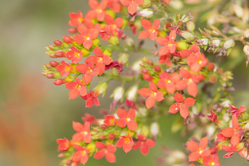 Kalanchoe flowers close up background