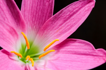 Close up pink rain lily blooming