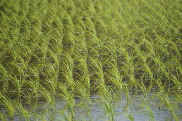 Spring rice field.  春の田んぼ　After rice planting　田植えの後