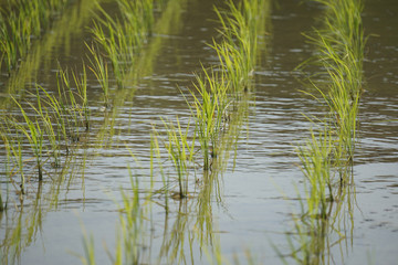 Spring rice field.  春の田んぼ　After rice planting　田植えの後