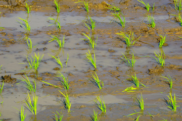 Rice paddy field planted by rice transplanter