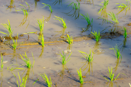 Rice Paddy Field Planted By Rice Transplanter