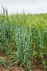 Grüne Kornähren im Mai