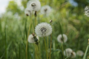 Pusteblume Pusteblume 