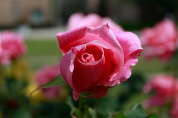 Rose AEN_006
