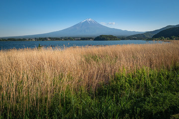 Fototapeta premium Beautiful view Mt.Fuji with snow, blue sky and fresh grass in summer at Kawaguchiko lake, Japan.