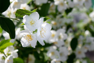 Beautiful jasmine branch blossom with white flowers in the sunny day