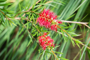 Zylinderputzer Callistemon