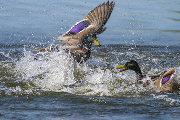Ducks fighting and splashing in water