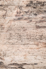 Real tree old wooden texture. Wood background with brown green structure. Natural forest rustic photo. Ecological pine bark.