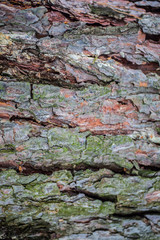 Real tree old wooden texture. Wood background with green moss and mold. Natural forest rustic photo. Vertical ecological pine bark.