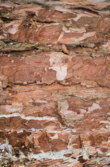 Real tree old wooden texture. Wood background with brown green structure. Natural forest rustic photo. Ecological pine bark.