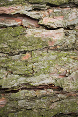 Real tree old wooden texture. Wood background with green moss and mold. Natural forest rustic photo. Vertical ecological pine bark.