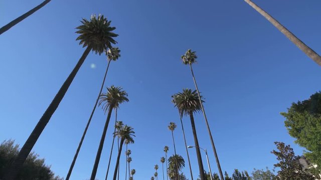 Palm Trees Driving Plate Front Low Angle