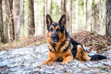 Dog German Shepherd in the forest in an early spring