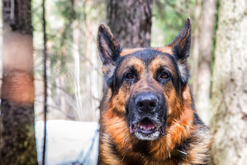 Dog German Shepherd in the forest in an early spring