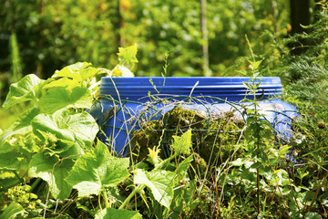 Ogródek warzywny © KrólestwoNauki