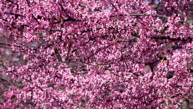 close up of a tree with beautiful bright pink blossoms in the spring morning sunlight.