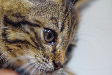 portrait of a gray homeless kitten