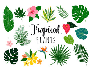 Tropical isolated plants and flowers collection