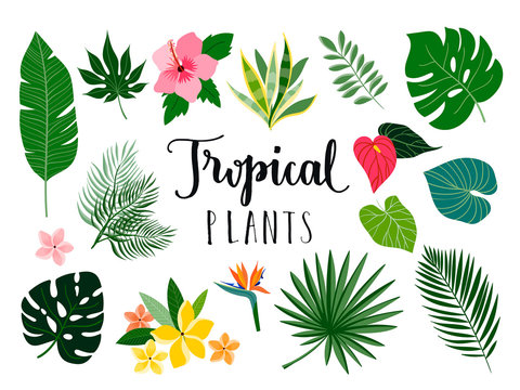 Tropical Isolated Plants And Flowers Collection