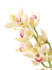 Obraz na płótnie Canvas Flower orchid