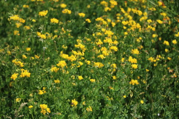 Yellow blooming Lotus corniculatus in summer, Germany