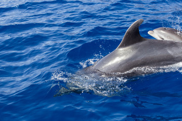 Beautiful dolphin swimming. Dolphin jumping above blue water in the Ocean