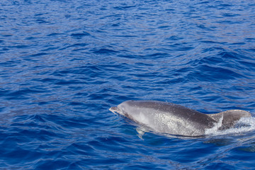 Fototapeta premium Beautiful dolphin swimming. Dolphin jumping above blue water in the Ocean