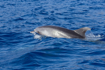 Beautiful dolphin swimming. Dolphin jumping above blue water in the Ocean