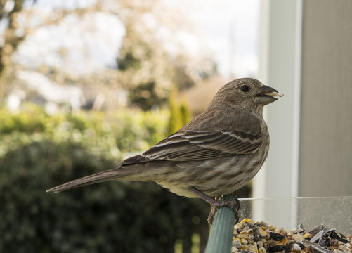 A Common Female Finch Feeds on a Window Feeder