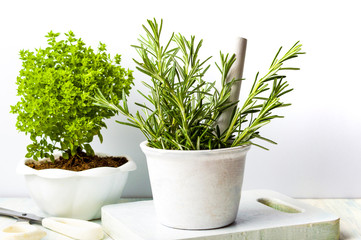 Rosemary plant in a white bowl