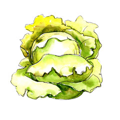 Obraz premium Green cabbage vegetables in a watercolor style isolated. Full name of the vegetablles: cabbage. Aquarelle vegetables for background, texture, wrapper pattern or menu.