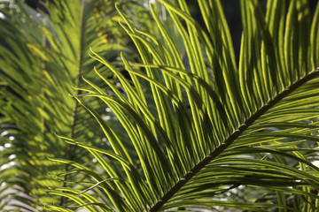 Palm leaves in the sun in the garden