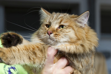 Close-up of Norwegian forest cat without in feline expo