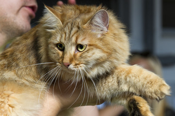Close-up of Norwegian forest cat without in feline expo