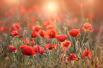 poppies. a beautiful field of red poppies. poppies at sunset.