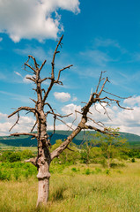 one tree with blue beautiful sky in nature