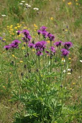 Centaurea scabiosa blooming purple in summer, Germany