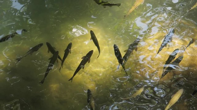 fish in shallow river waters